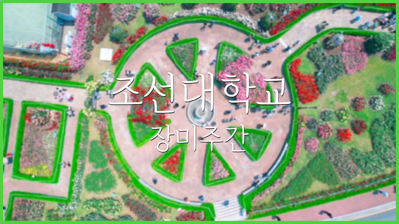 조선대학교 장미주간 대표이미지